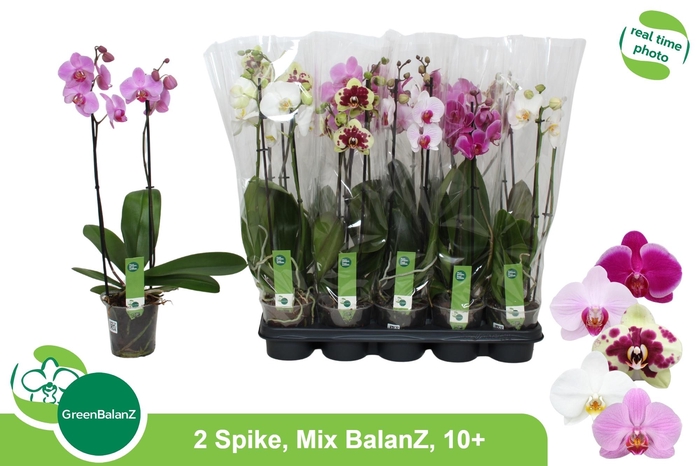 <h4>PHAL GEM 5 KL</h4>