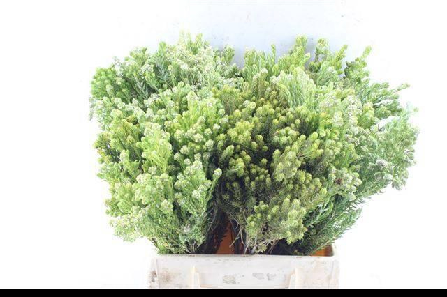 <h4>KAAPS GROEN</h4>