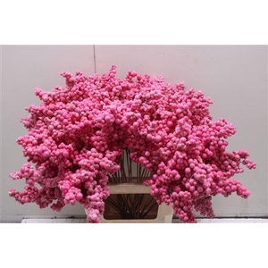 Bes Op Stok Icy Fuchsia