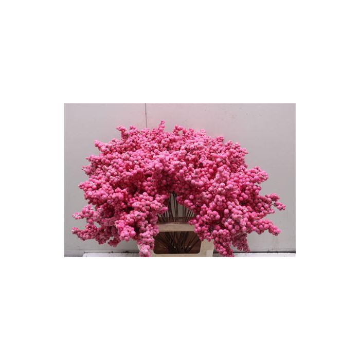 <h4>Bes Op Stok Icy Fuchsia</h4>