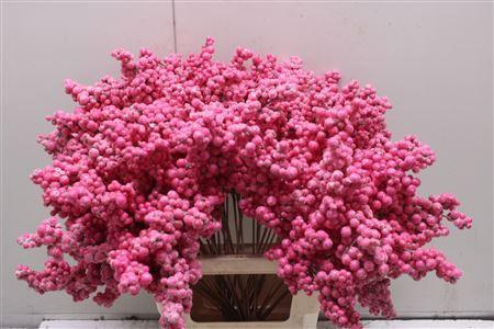 Bes Op Stok Icy Fuchsia