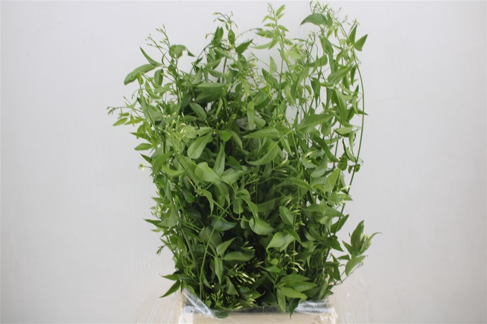 <h4>Jasmijn Ranken P Bunch</h4>