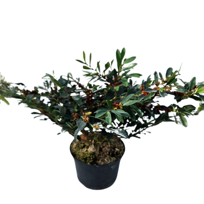 <h4>Distylium racemosum</h4>