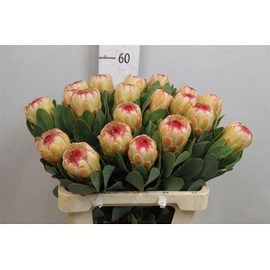 Protea Grandicolor