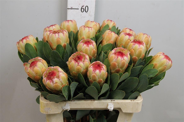<h4>Protea Grandicolor</h4>