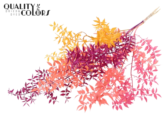 <h4>Ruscus 70cm 5 pc/bunch Mix 1 (2x5 bunch/poly)</h4>