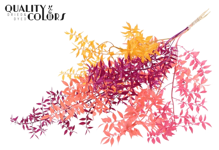 <h4>Ruscus 70cm 5 pc/bunch Mix 1 (2x5 bunch/poly)</h4>