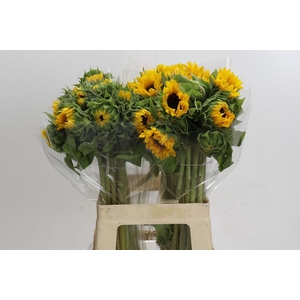 Helianthus Orange Fire