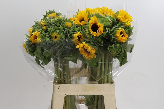 <h4>Helianthus Orange Fire</h4>