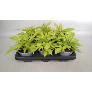 Ipomoea batatas 'Marguerita'