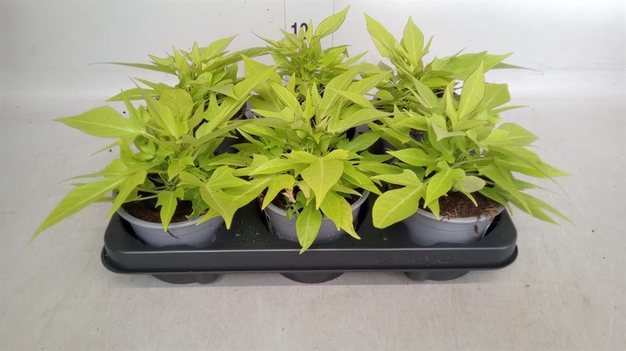 <h4>Ipomoea batatas 'Marguerita'</h4>