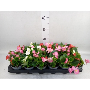 Begonia semp.   ...greenleaf mix