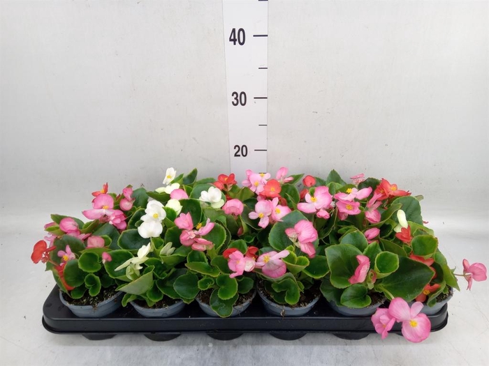 <h4>Begonia semp.   ...greenleaf mix</h4>