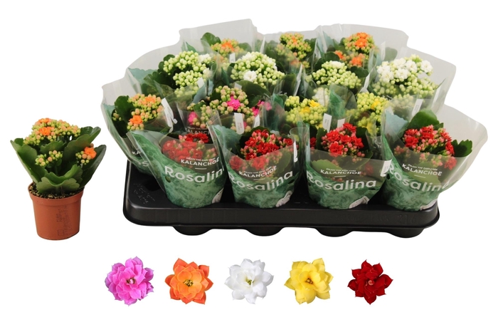 <h4>KAL GE RO GEM 5 KL</h4>