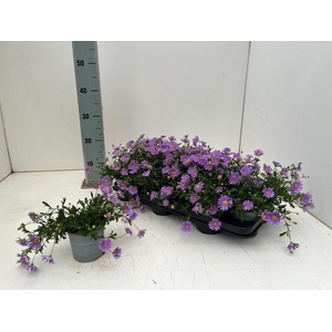 BRACH BRAS VIOLET