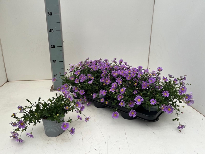 <h4>BRACH BRAS VIOLET</h4>