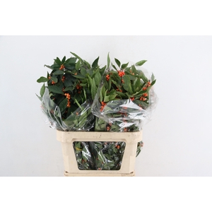 ILEX VE WINTER GOLD