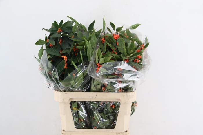 <h4>ILEX VE WINTER GOLD</h4>