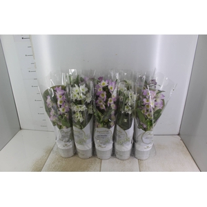 DENDROBIUM NOBILY P12