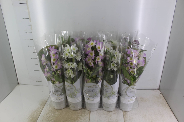 <h4>DENDROBIUM NOBILY P12</h4>