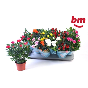 RO B MONDE GEM 7 SRT