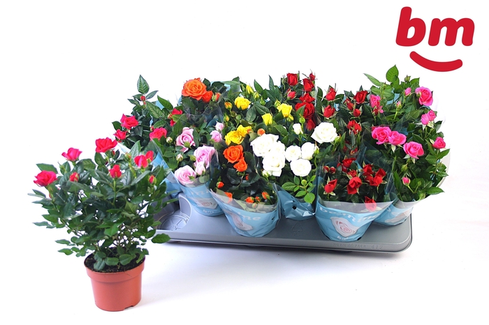 <h4>RO B MONDE GEM 7 SRT</h4>