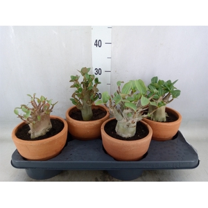 Adenium NB 'Ansu Baobab'