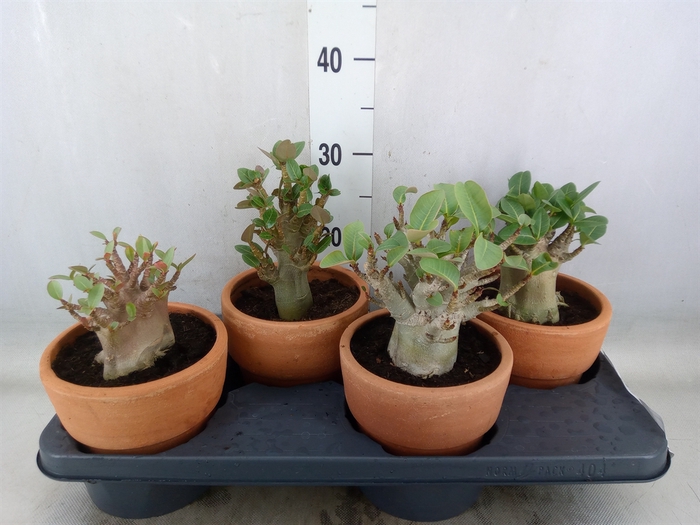 <h4>Adenium NB 'Ansu Baobab'</h4>