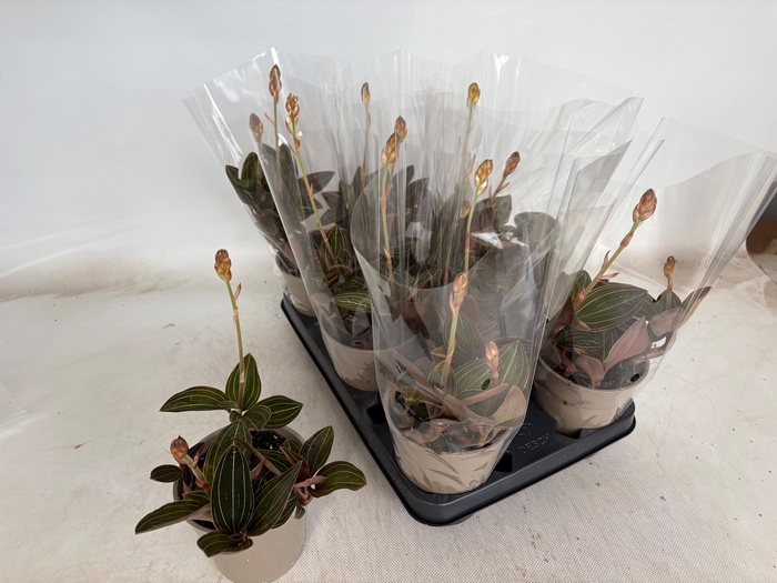 <h4>LUD DISCOLOR</h4>