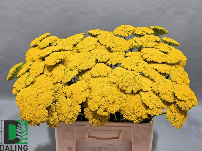 <h4>ACHIL F PARK VARIETY</h4>