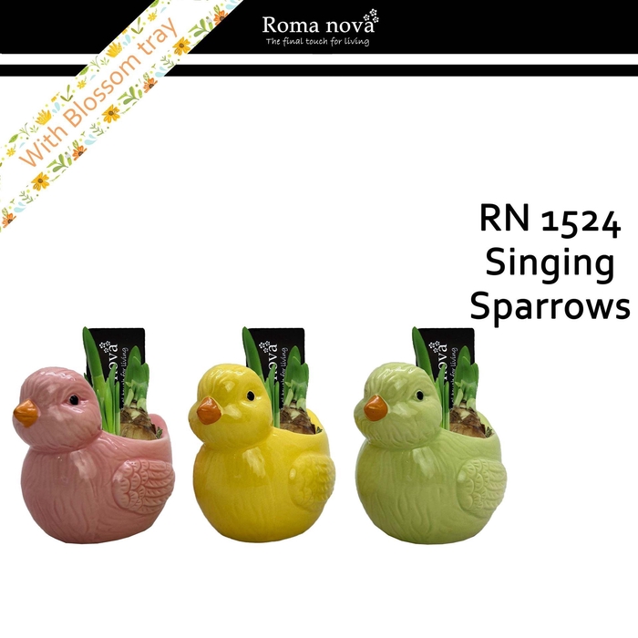 <h4>Arr. Narcissus</h4>