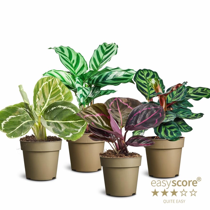 CALATHEA SPECIES