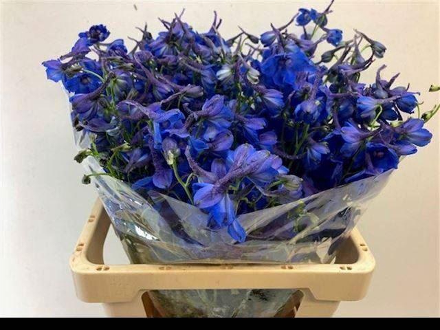 <h4>DELPH EN DONNA</h4>