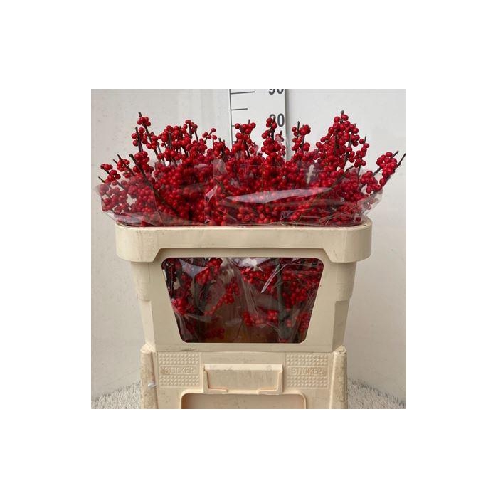 <h4>Ilex Ve Rode Bes</h4>