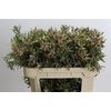 Leucadendron Ayoba Star Pearl