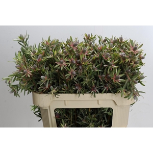 Leucadendron Ayoba Star Pearl