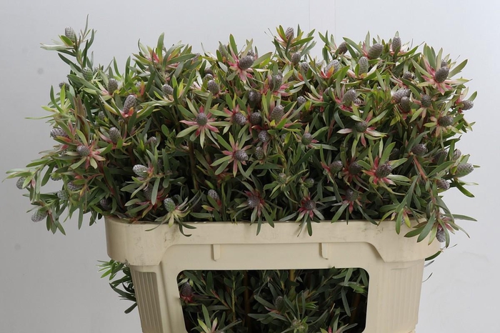 <h4>Leucadendron Ayoba Star Pearl</h4>