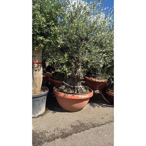 OLEA EUROPAEA