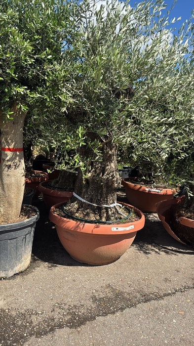 <h4>OLEA EUROPAEA</h4>