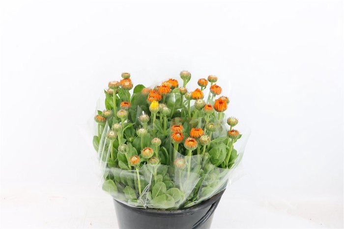 <h4>Calendula Orange</h4>
