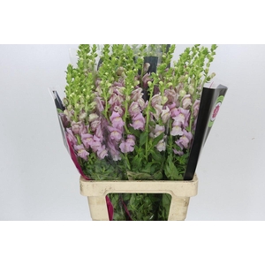 Antirrhinum Potomac Lavender