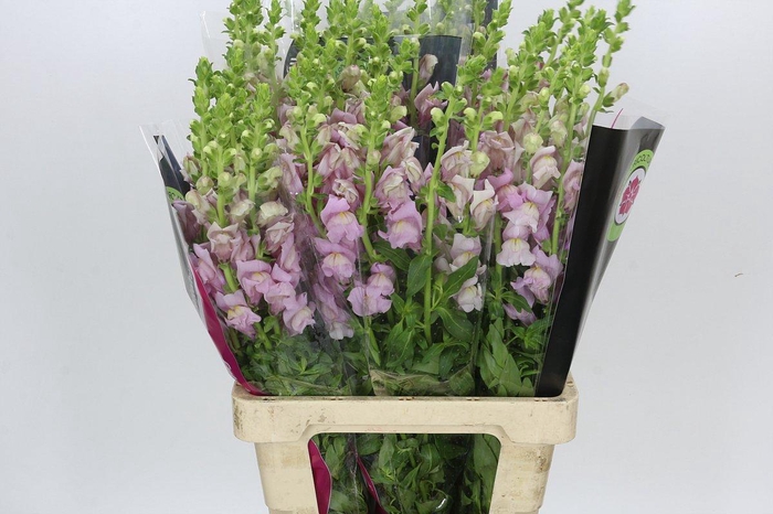 <h4>Antirrhinum Potomac Lavender</h4>