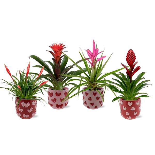 Bromelia variés
