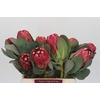 Protea Grandiceps