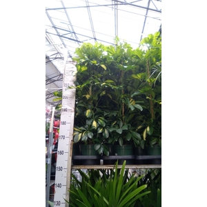 Schefflera arbor. 'Dalton'