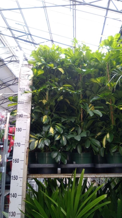 <h4>Schefflera arbor. 'Dalton'</h4>