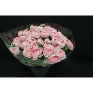 Cloni Super Hanoi Pink Xxl