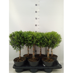 Myrtus communis