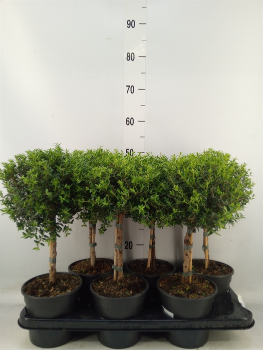 <h4>Myrtus communis</h4>