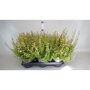 Erica gracilis   ...